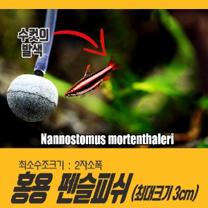 홍룡 펜슬피쉬 아크레드1 (5마리) Nannostomus morenthaleri