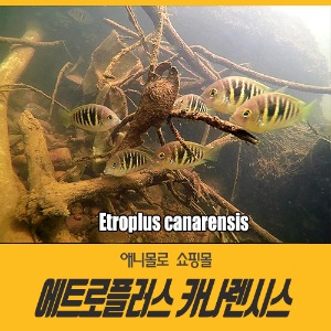 에트로플러스 카나렌시스 6cm내외 (1마리) Etroplus canarensis